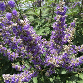 Organic Vitex  Chasteberry  Rosemary Garden